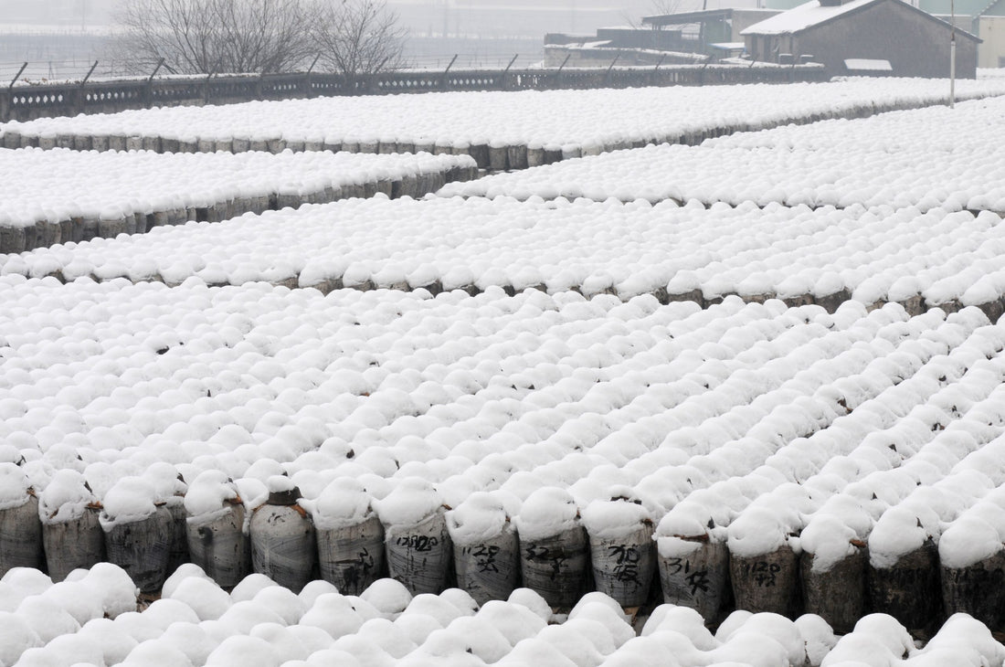 The making of Shaoxing Rice Wine 绍兴黄酒花雕酒的酿造过程