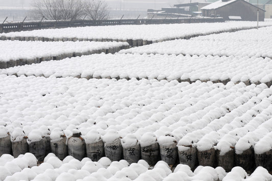 The making of Shaoxing Rice Wine 绍兴黄酒花雕酒的酿造过程